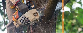 Best Aeration Services  in Malibu, CA