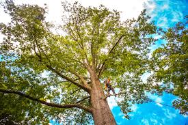Malibu, CA Tree Care Company