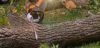 Best Tree Trimming and Pruning  in Malibu, CA