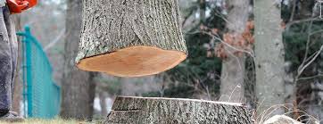 Best Tree Risk Assessment  in Malibu, CA