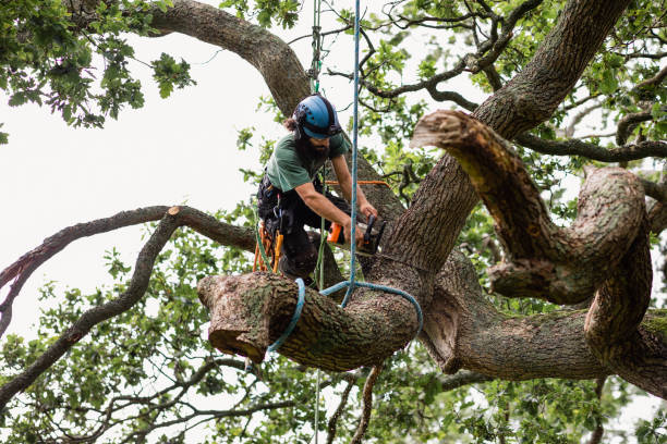 Best Arborist Consultation Services  in Malibu, CA