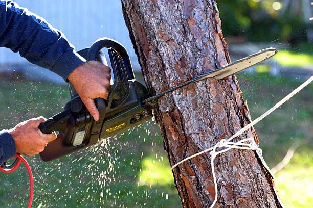 How Our Tree Care Process Works  in  Malibu, CA