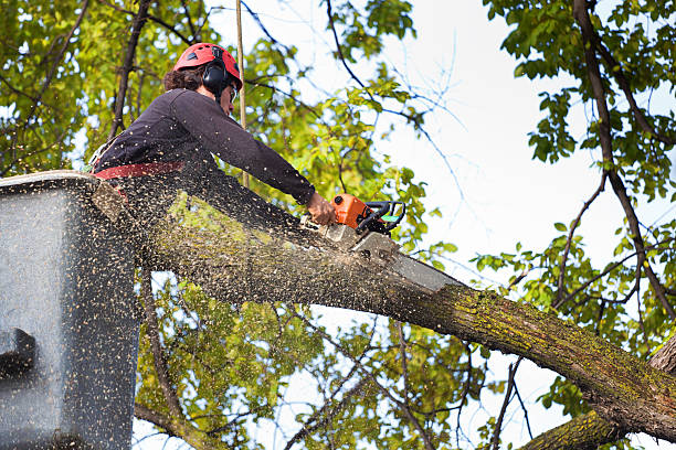 Best Root Management and Removal  in Malibu, CA