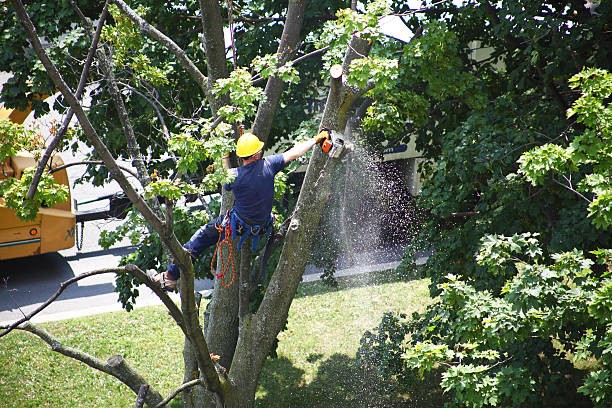 Best Hazardous Tree Removal  in Malibu, CA