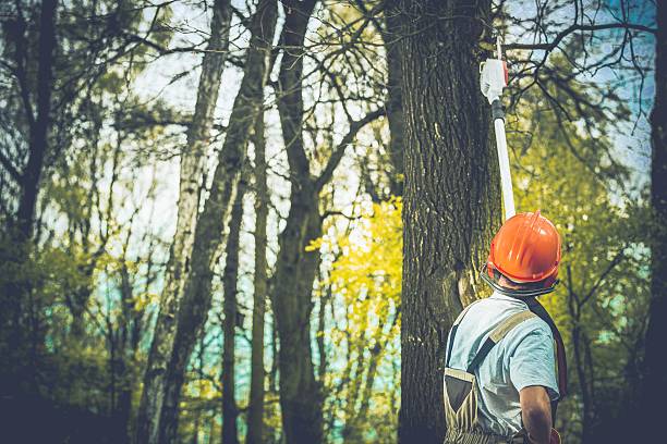  Malibu, CA Tree Care Pros